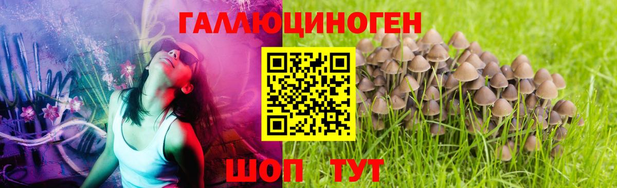 дарнет шоп  Вход с VPN  Волжск  Галлюциногенные грибы Psilocybine cubensis 